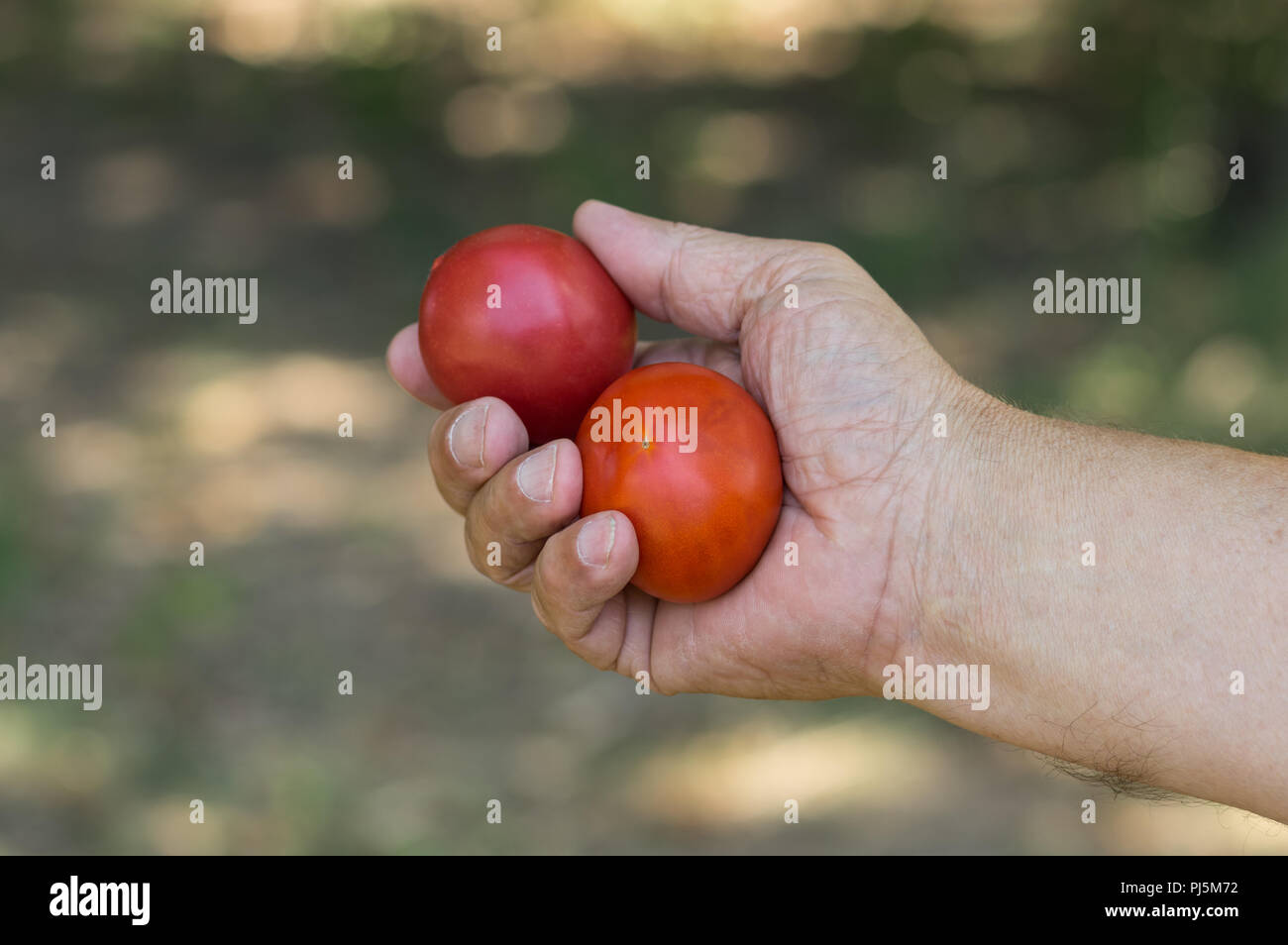 Des Menschen Hand, zwei Bio Tomaten gegen grüne natürlichen Hintergrund Stockfoto