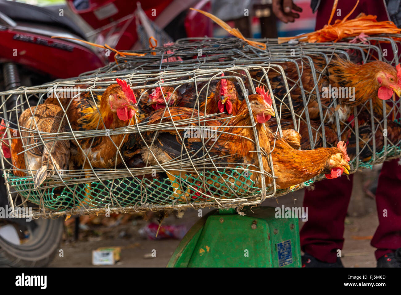 Dong Van, Vietnam - am 18. März 2018: Huhn in Hols auf Verkauf an Dong Van Sonntag Markt Stockfoto