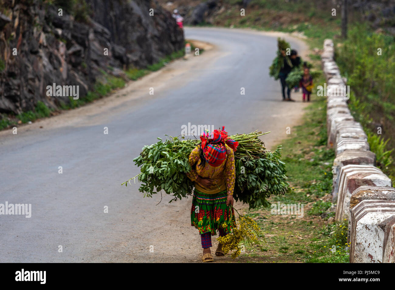 Ha Giang, Vietnam - am 18. März 2018: Junge Mädchen den Transport von großen Lasten von Pflanzen auf einer Straße im Norden von Vietnam. Kinderarbeit ist sehr häufig in ländlichen Asi Stockfoto