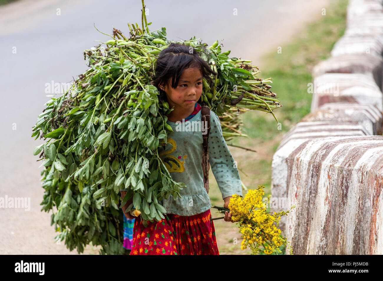 Ha Giang, Vietnam - am 18. März 2018: Junge Mädchen den Transport von großen Lasten von Pflanzen auf einer Straße im Norden von Vietnam. Kinderarbeit ist sehr häufig in ländlichen Asi Stockfoto