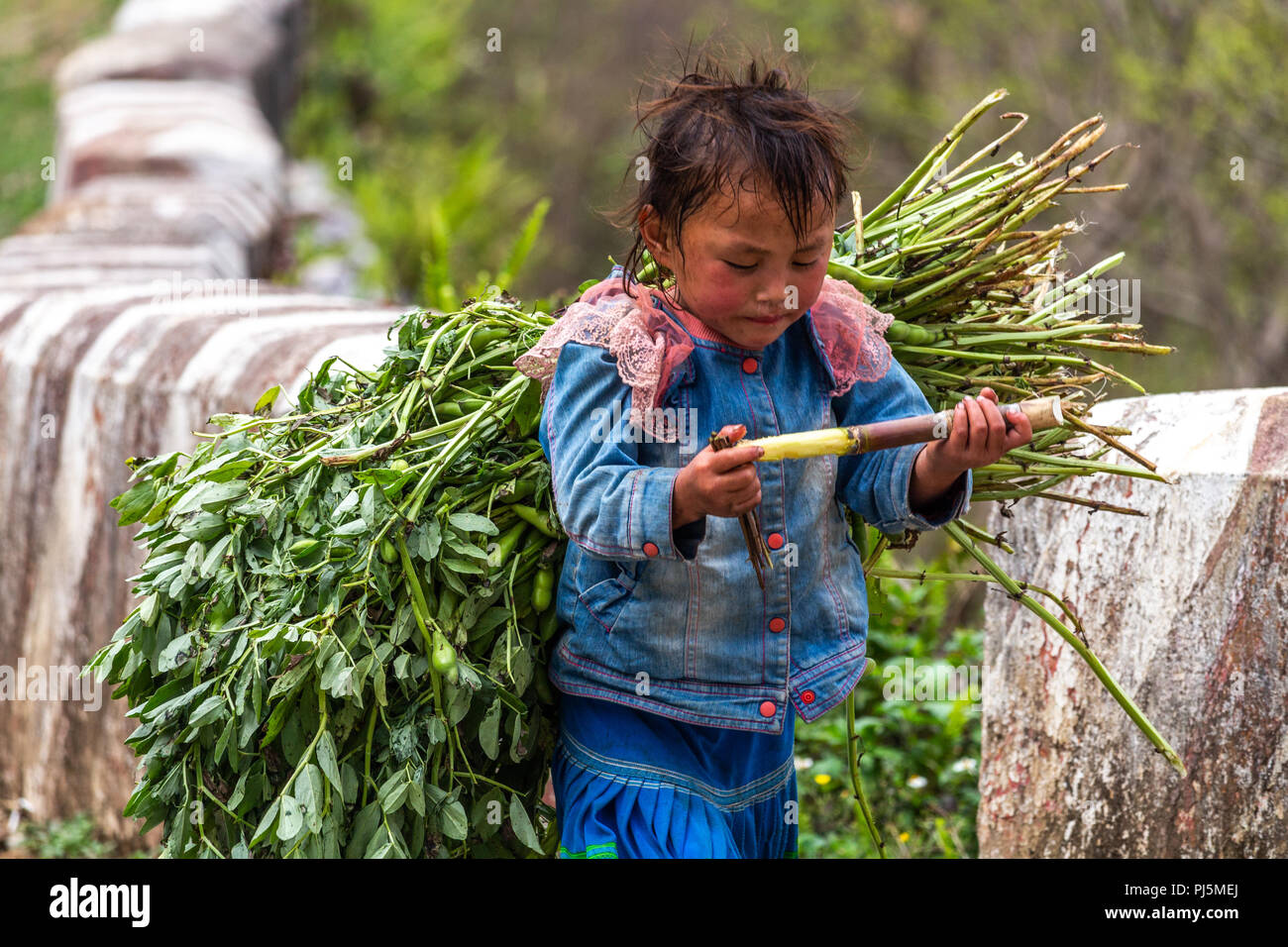 Ha Giang, Vietnam - am 18. März 2018: Junge Transport von großen Lasten von Pflanzen auf einer Straße im Norden von Vietnam. Kinderarbeit ist sehr häufig in ländlichen Asien Stockfoto