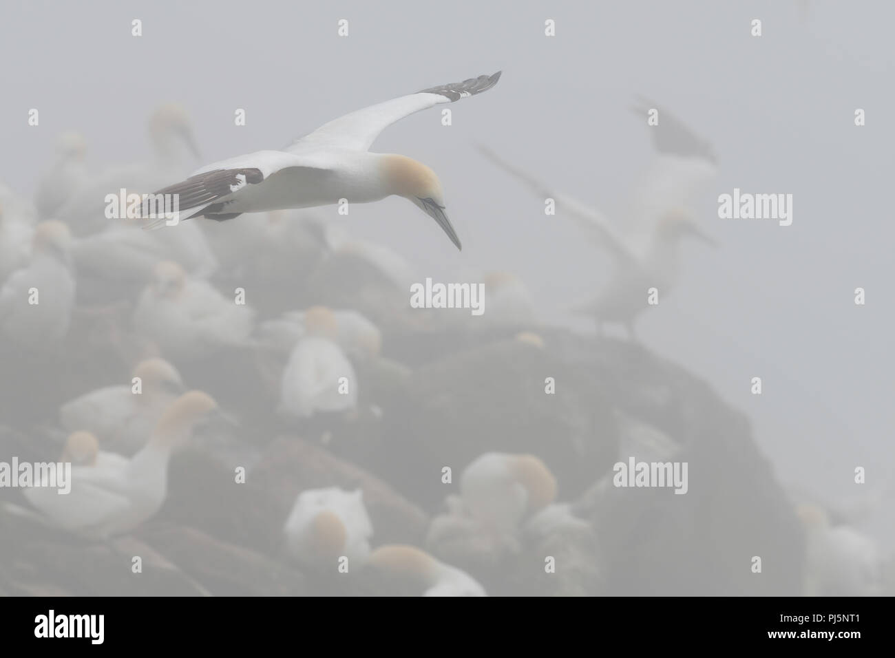 Northern gannet im Flug über Kolonie Basstölpel im Nebel am Kap St. Mary's Ecological Reserve in Saint Braut, Neufundland und Labrador Stockfoto
