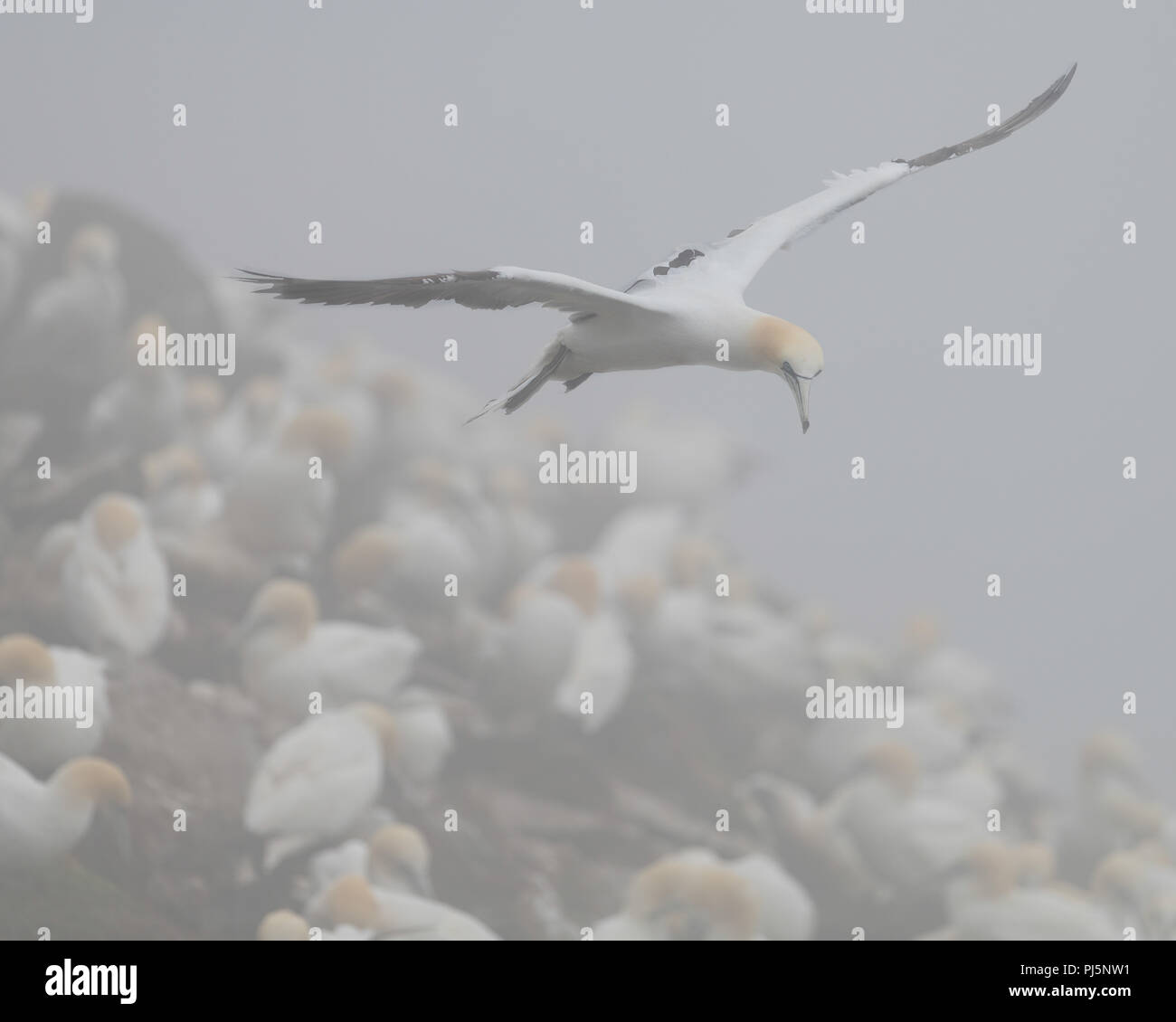 Northern gannet im Flug über Kolonie Basstölpel im Nebel am Kap St. Mary's Ecological Reserve in Saint Braut, Neufundland und Labrador Stockfoto