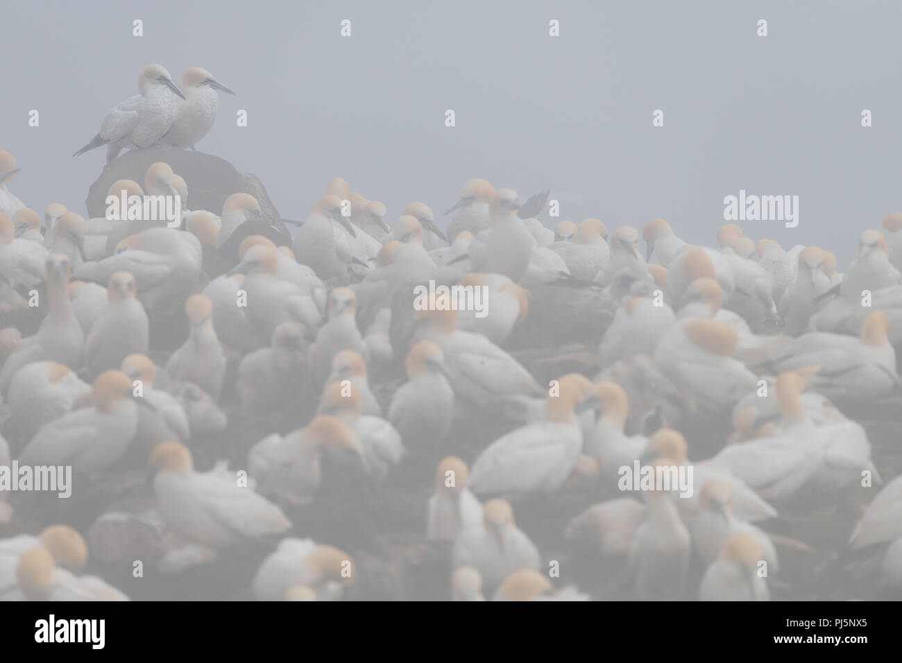 Kolonie der Basstölpel im Nebel am Kap St. Mary's Ecological Reserve in Saint Braut, Neufundland und Labrador Stockfoto