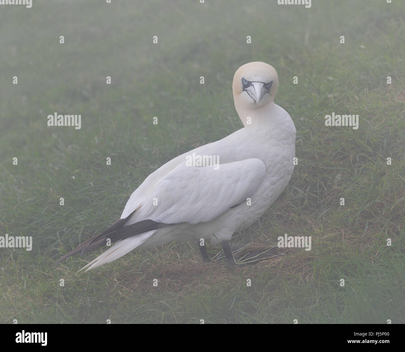 Northern gannet im Gras am Cape St. Mary's Ecological Reserve in Saint Braut, Neufundland und Labrador Stockfoto