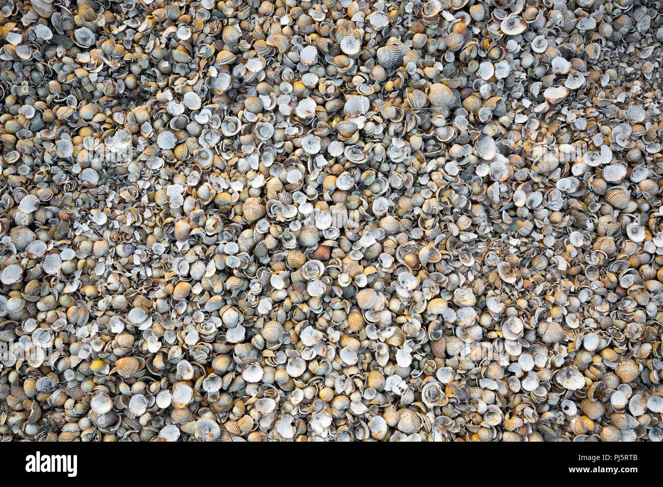 Leere kleine Muscheln dicht zusammen am britischen Strand gepackt. Nützlicher natürlicher Hintergrund. Stockfoto