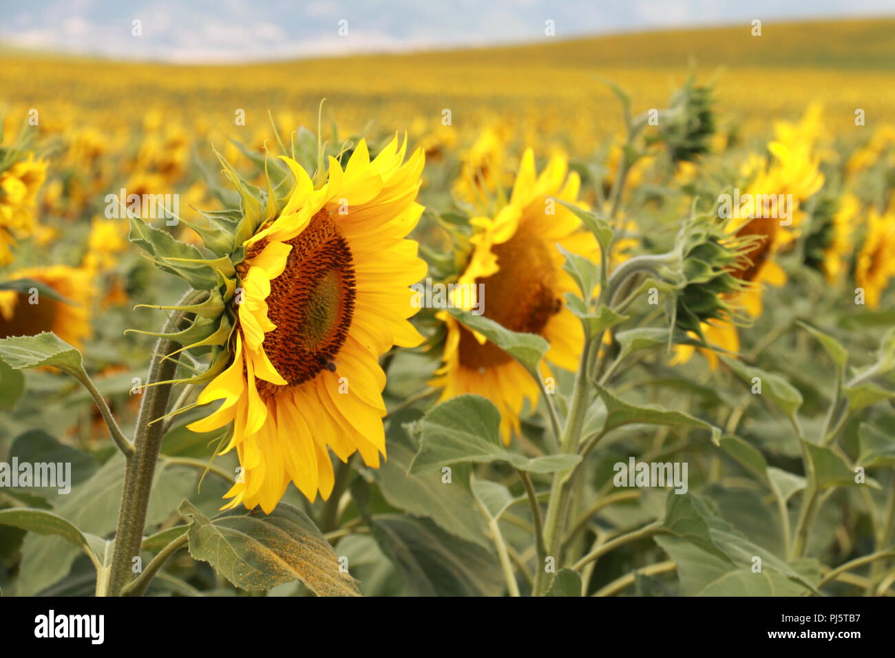 Eine Plantage von Sonnenblumen Stockfoto