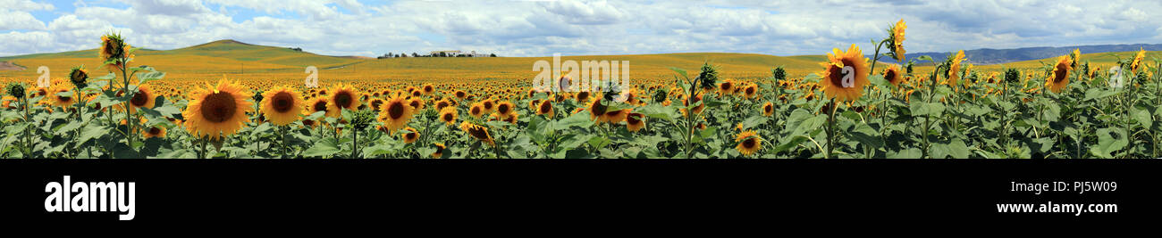 Panoramablick auf die Landschaft eines riesigen Sonnenblume Plantage in der Provinz Cordoba, Spanien Stockfoto