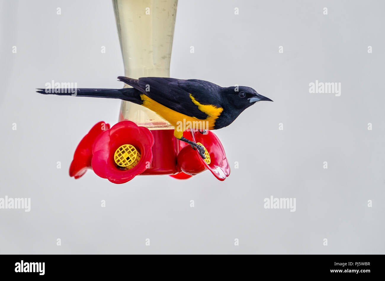 Schwarz-belüftete Oriole (Ikterus wagleri) auf einem kolibrizufuhr, Ajijic, Jalisco, Mexiko gehockt Stockfoto