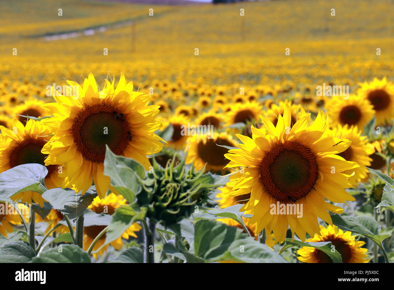 Eine große Plantage von Sonnenblumen in der Nähe von Cordoba, Spanien Stockfoto