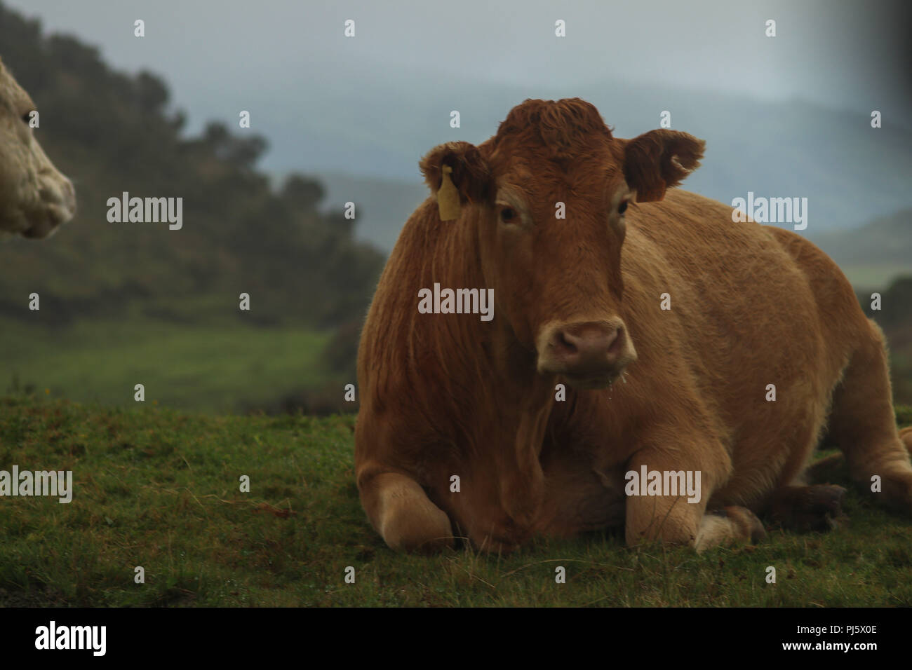 Happy Cow Chillen und auf dem Gebiet der Azoren Inseln entspannen Stockfoto