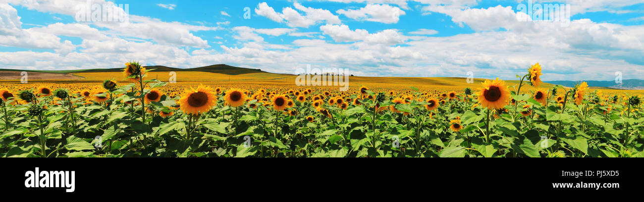 Schöner Panoramablick auf eine Wiese voller Sonnenblumen Stockfoto