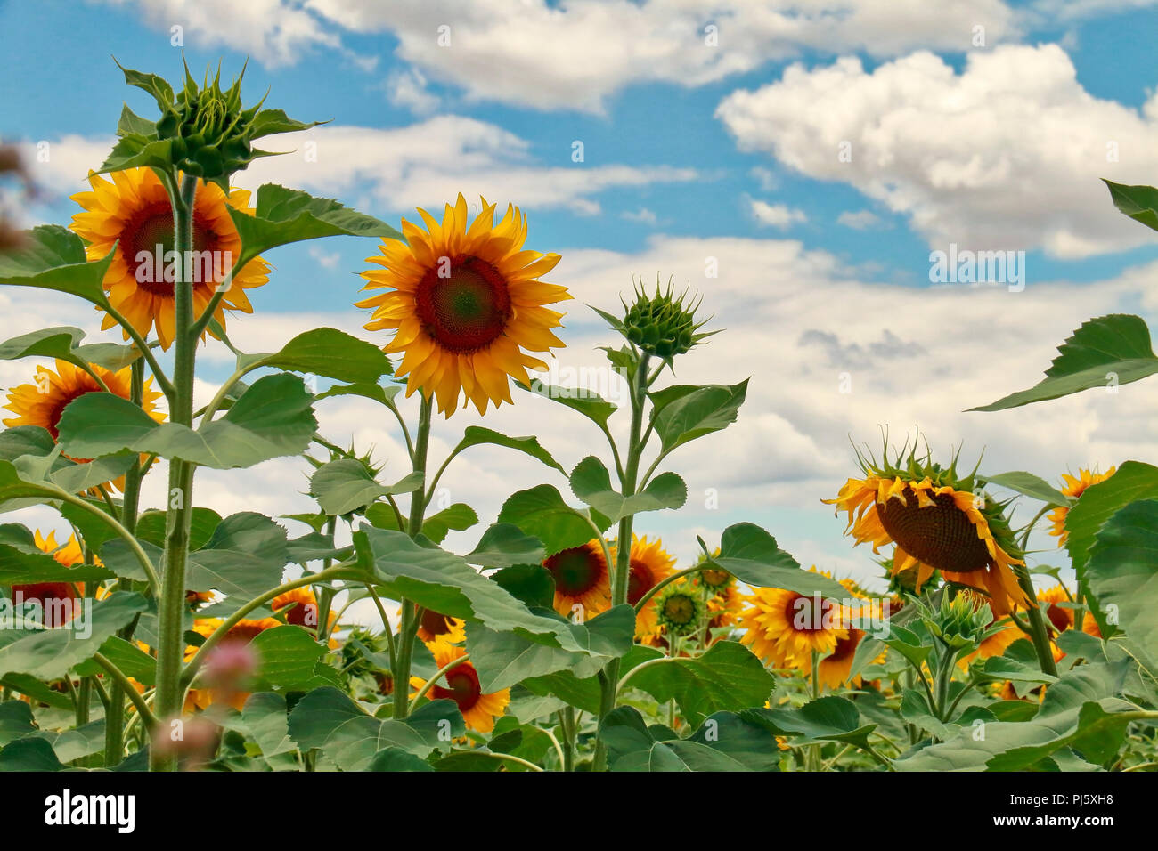 Landschaft mit Sonnenblumen Stockfoto