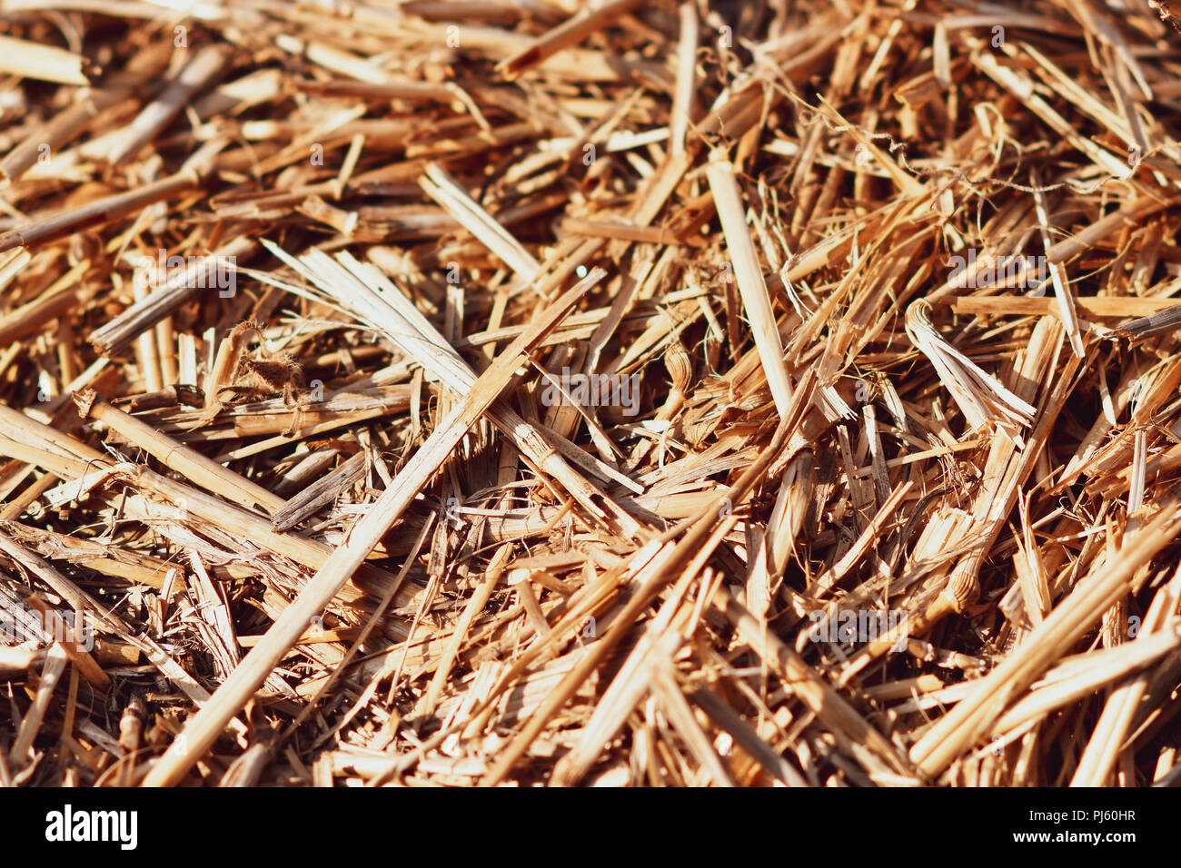 Getrocknete braune Gras Textur Stockfoto