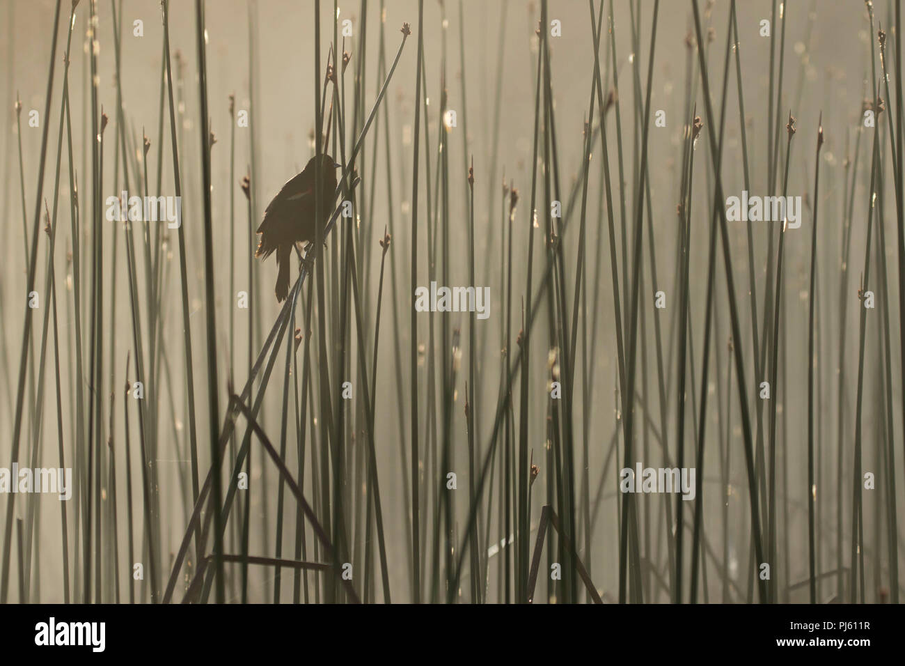 Red-winged blackbird im Nebel bei Hosmer See, Deschutes National Forest, Cascade Lakes National Scenic Byway, Oregon Stockfoto