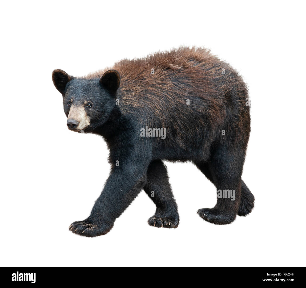 Junge amerikanische Black Bear isoliert auf weißem Hintergrund Stockfoto