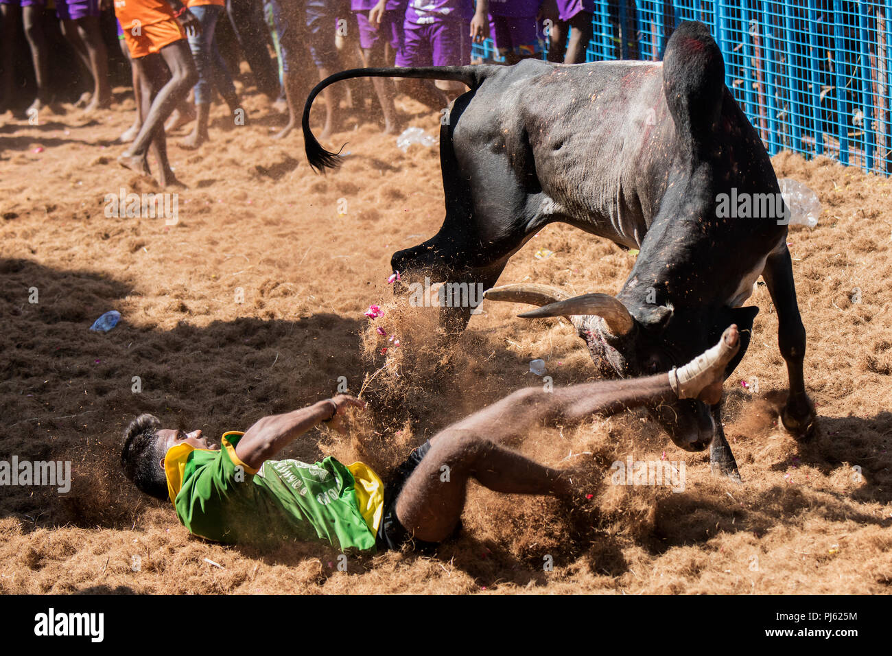 Das Bild des Jallikattu (Stier zähmen Festival) in Tamilnadu als Teil der kulturellen Feier in Madurai, Indien gefeiert Stockfoto