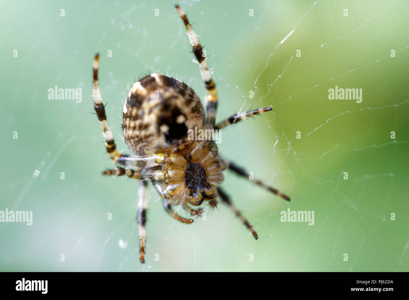 Garten Cross Spider auf Web Stockfoto