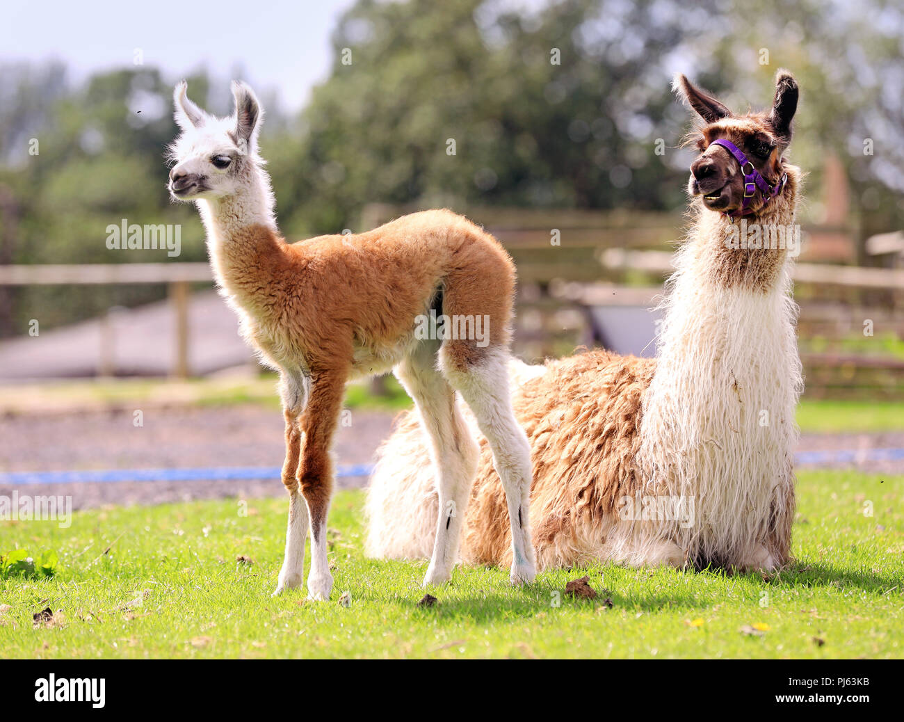 Ein niedliches eine Woche altes Baby Lama fotografiert am Hatton Adventure World, Warwick Heute 25 August 2017. Sie halten einen Wettbewerb auf der Facebook p Stockfoto