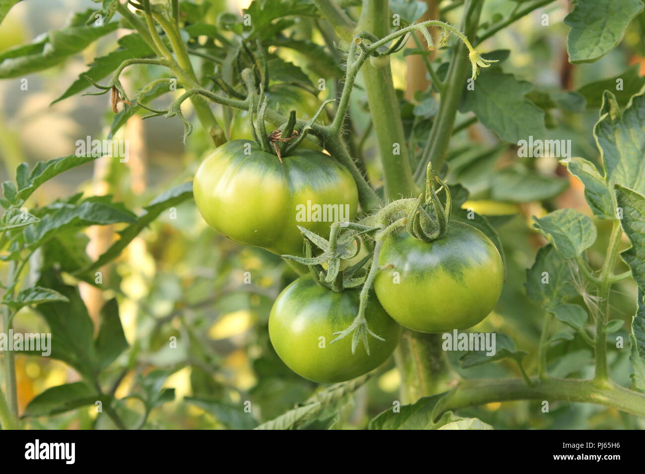 Grüne Tomaten am Rebstock Stockfoto