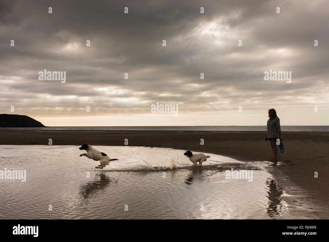 Broughton, Gower, Swansea. 4. September 2018. UK Wetter: Wolken mit einigen hellen Zaubersprüche Broughton Bucht auf der Halbinsel Gower als zwei Springer Spaniels nicht tauchen Sie ein in einen grossen Strand Pool widerstehen. Credit: Gareth Llewelyn/Alamy leben Nachrichten Stockfoto