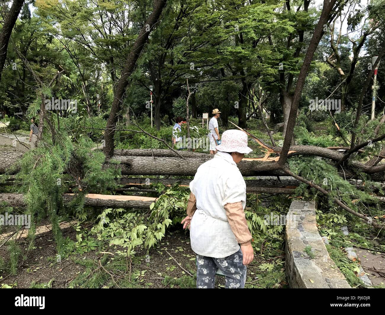 Nishi-ku, Osaka City, Japan. 5. Sep 2018. Gebrochene Bäume sind in Osaka Utsubo Park gesehen nach dem Taifun Jebi weitergegeben. Quelle: LBA/Alamy leben Nachrichten Stockfoto