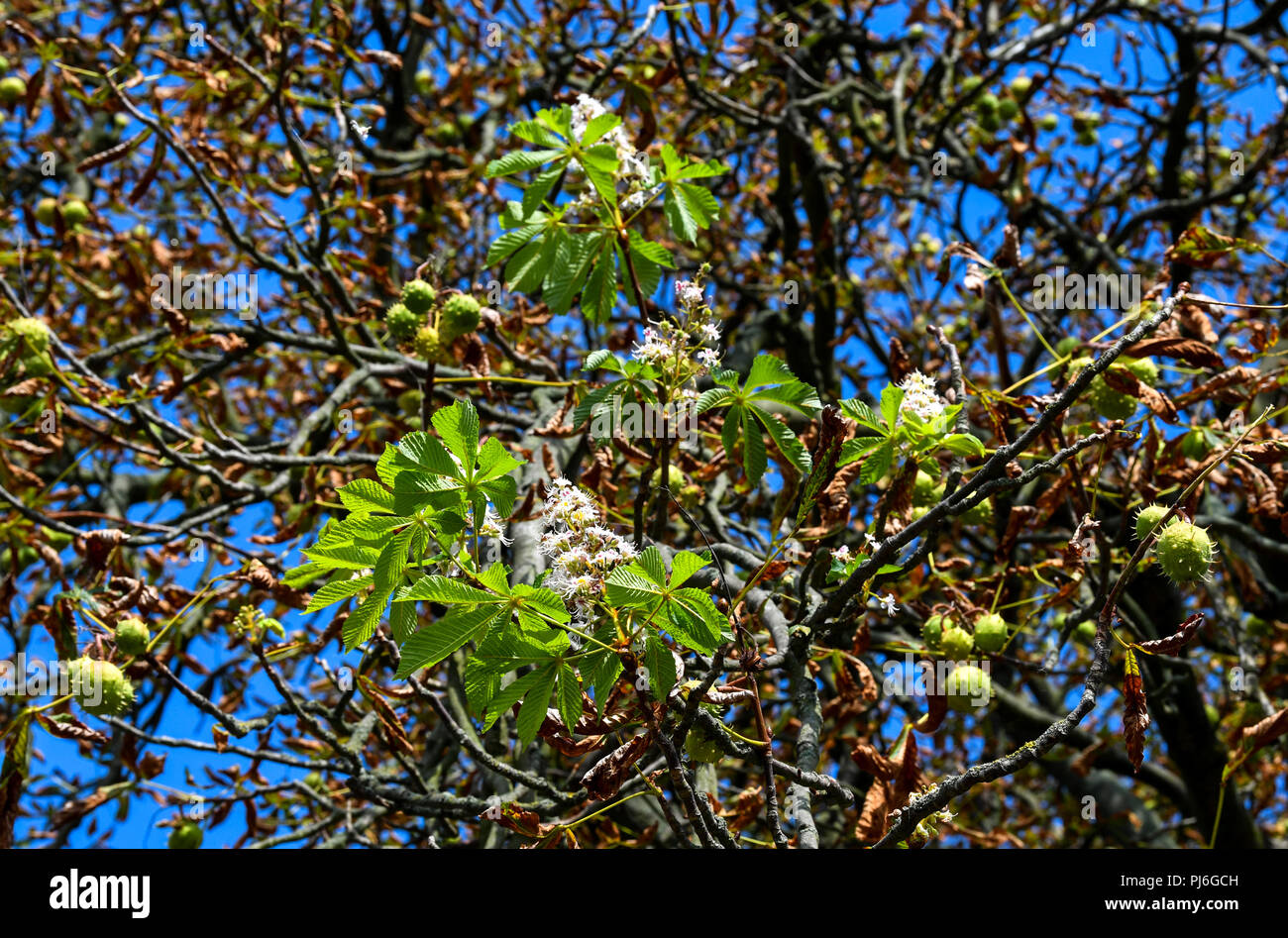 Neuruppin, Deutschland. 04 Sep, 2018. 04.09.2018, Brandenburg, Neuruppin: eine Kastanie zeigt sowohl die beschädigten Blätter und typischen Herbst Früchte, sowie ein neues Shoot 'not Blossom', wie es tatsächlich gemeinsame im Frühjahr. Zahlreiche Kastanien werden stark durch die Motten der Miner, Streusalz und Mangel an Wasser beschädigt. Mit so einer späten Blüte, verschiedene Baumarten reagieren, wenn Sie Ihre Blätter zu früh zu vergießen. Die neuen Triebe könnte ein Versuch sein Überleben zu sichern. Foto: Jens Kalaene/dpa-Zentralbild/ZB/dpa/Alamy leben Nachrichten Stockfoto