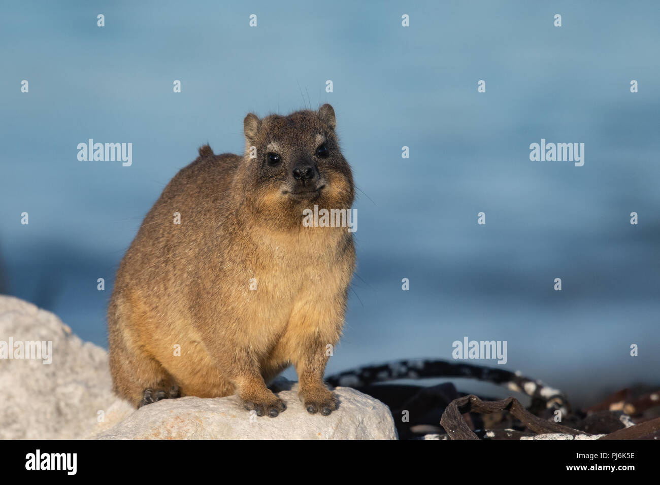 Porträt eines Cape Rock Hyrax (oder Dassie) von der Küste bei Kapstadt, Südafrika Stockfoto