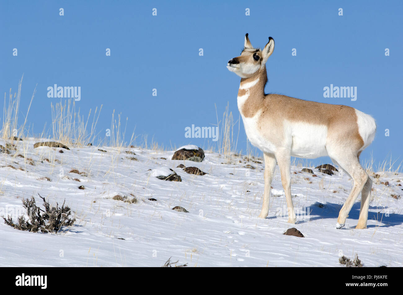 Pronghorn (Antilocapra americana) - Nord Amerika Antilocapre - Antilope d'In Stockfoto