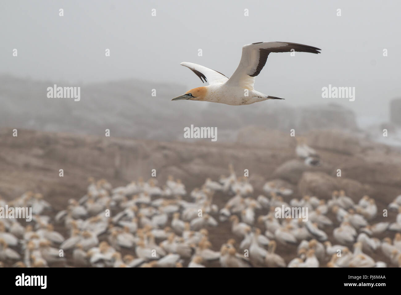 Ein gefährdeter Cape Gannet fliegt über eine Brutkolonie in der Nähe von Kapstadt Stockfoto