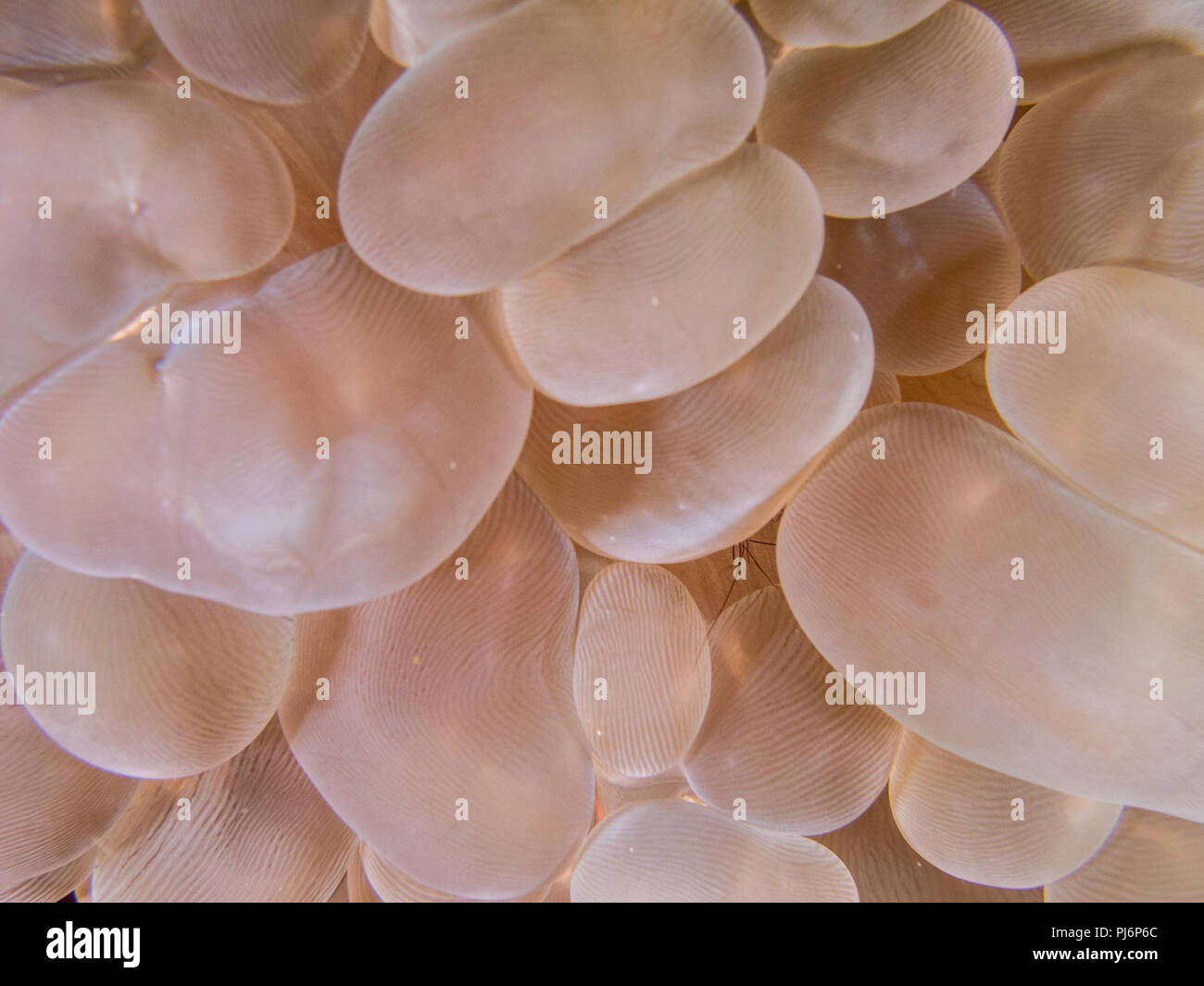 Blase Coral, Verzweigungen, Bubble bubble Coral Coral, Traubenmost, Korallen, Perlen, Korallen Plerogyra sinuosa, Mabul, Sabah, Malaysia Stockfoto