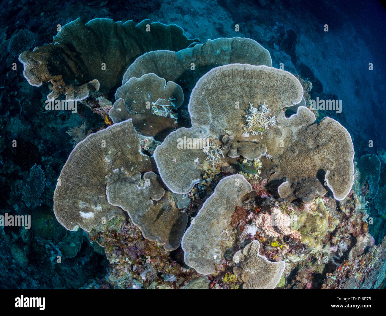 Ansicht von oben, Korallenriff, Mabul, Sabah, Malaysia Stockfoto