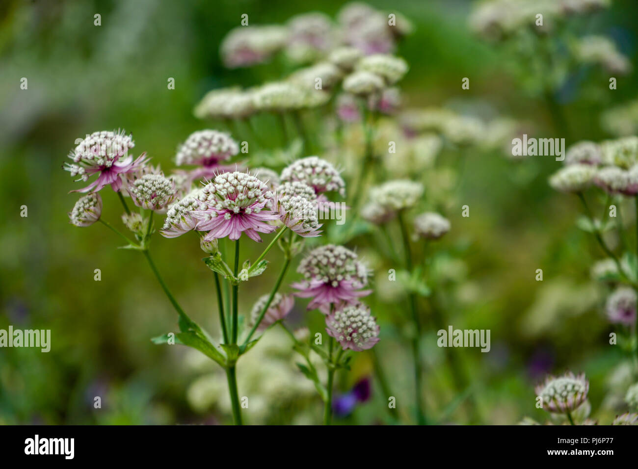 Laune Sommer Blume Foto von großer masterwort Blumen Stockfoto