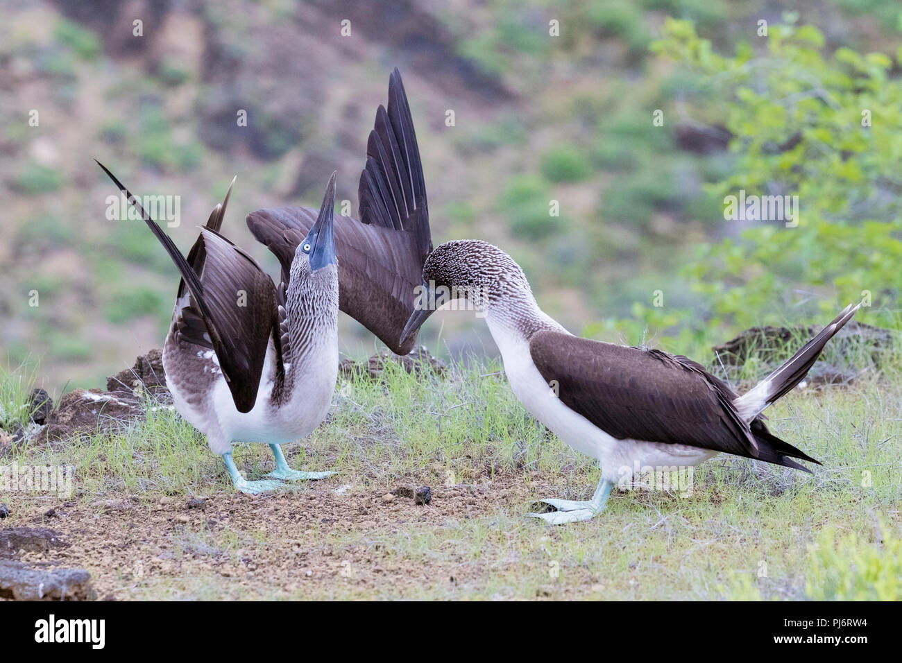 Blue-footed Booby, Sula nebouxii, Paar in der Balz auf der Insel San Cristobal Galapagos, Ecuador. Stockfoto