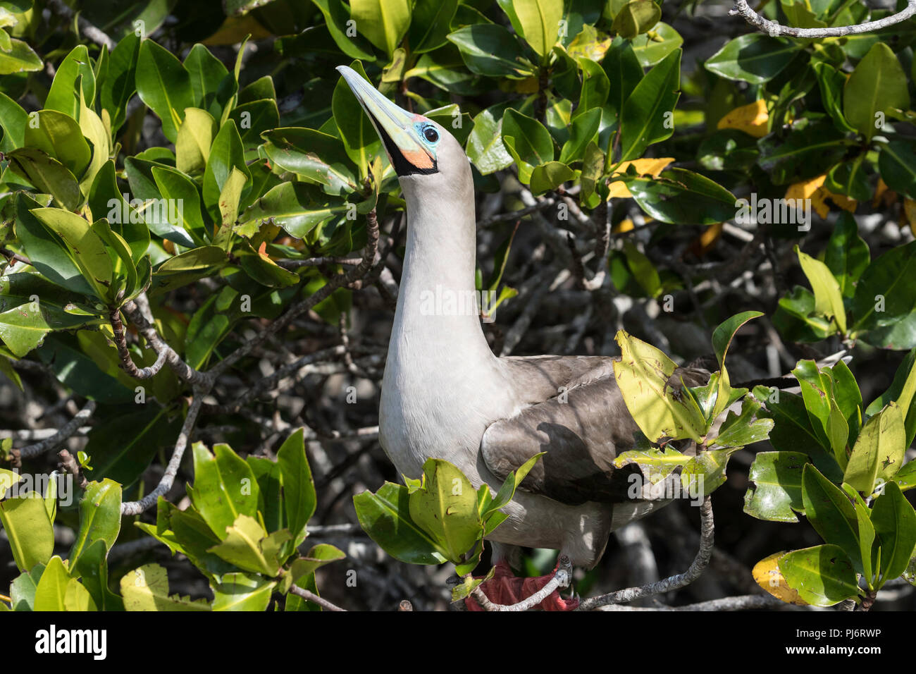 Nach red-footed Booby, Sula Sula, am Nest auf Isla Genovesa, Galapagos, Ecuador. Stockfoto