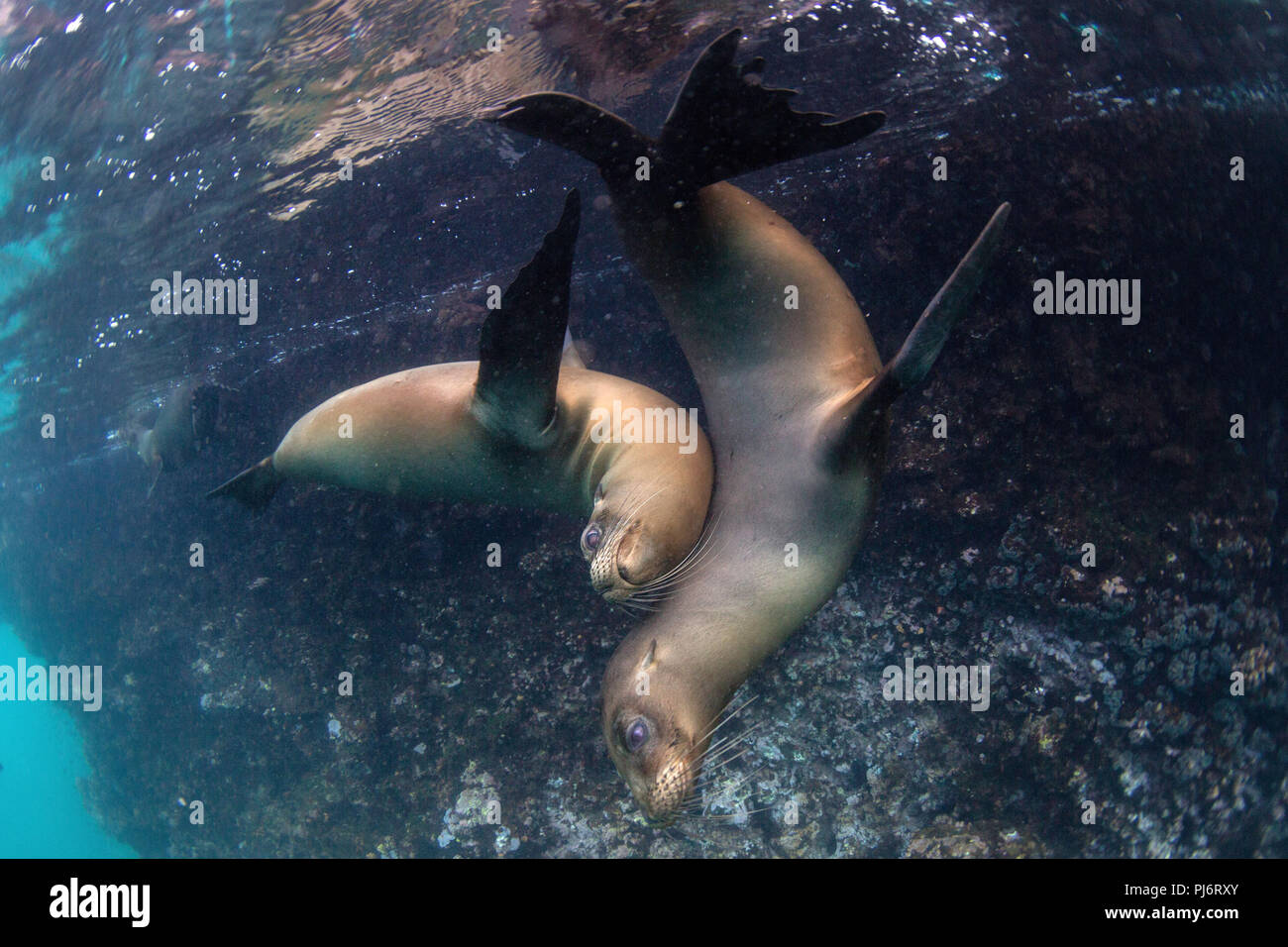 Galapagos Seelöwen Zalophus wollebaeki, Unterwasser auf der Isla Española, Galapagos, Ecuador. Stockfoto