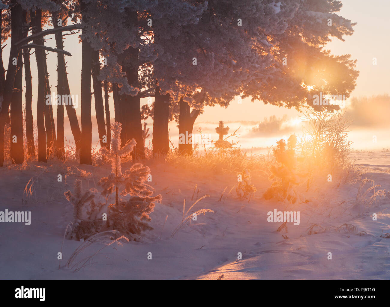 Winter Natur. Helle Sonne hinter Kiefern mit Frost bedeckt. Schöne Weihnachten Hintergrund. Sonnigen morgen. Stockfoto