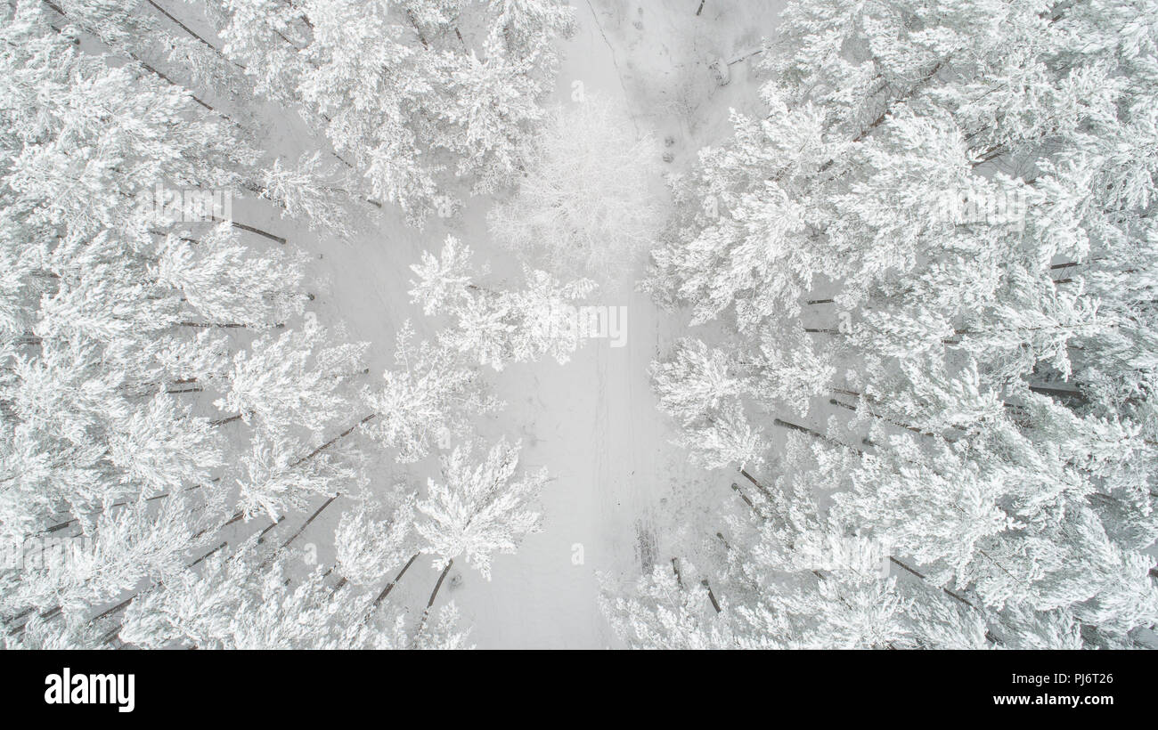 Winter Hintergrund. Weihnachten Natur. Weiß Wald mit Schnee Blick von oben abgedeckt. Winter Forest Luftaufnahme. Stockfoto
