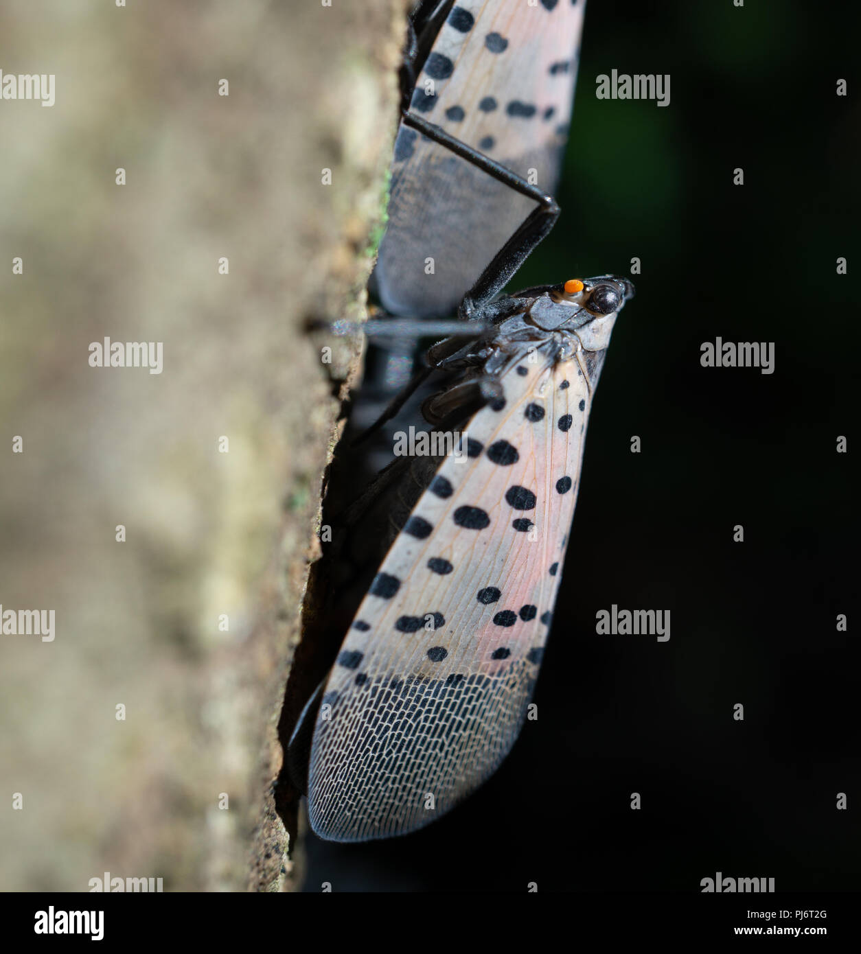Close-up von Erwachsenen Lanternfly beschmutzt, wie es sitzt am Baum des Himmels in bewaldeten Gebiet, Berks County, Pennsylvania Stockfoto