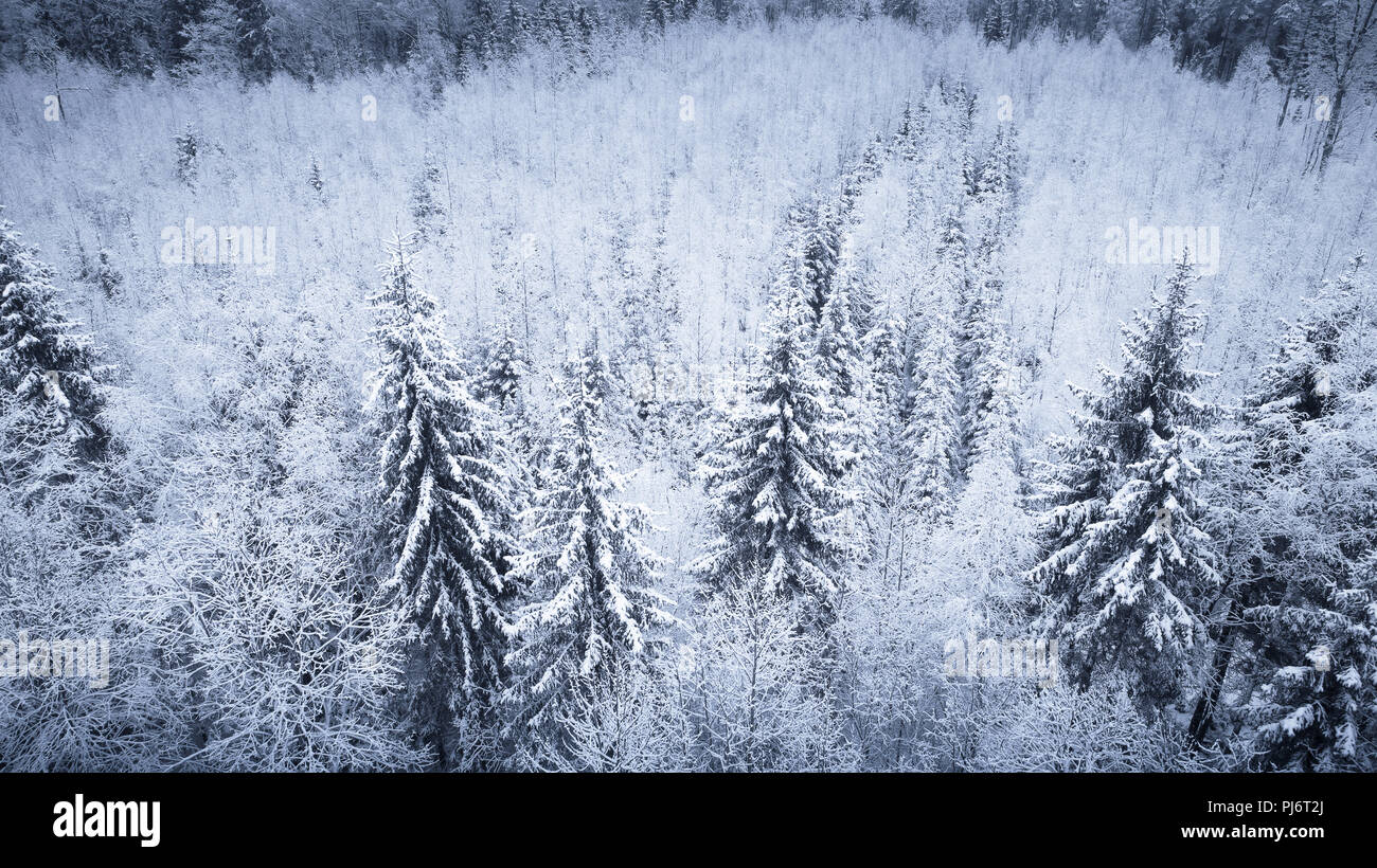 Winter Forest Blick von oben. Tanne mit Schnee bedeckt. Weihnachten Hintergrund. Stockfoto
