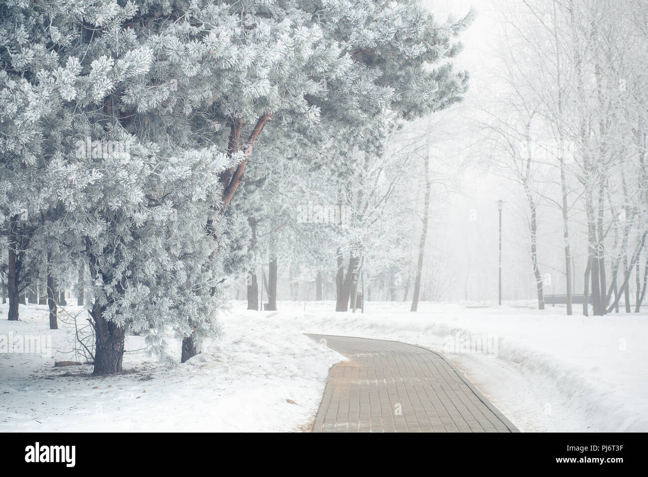 Winter Park. Fuß weg durch Bäume, bedeckt mit Raureif. Weihnachten Hintergrund. Wunderschöne Schneelandschaft. Stockfoto