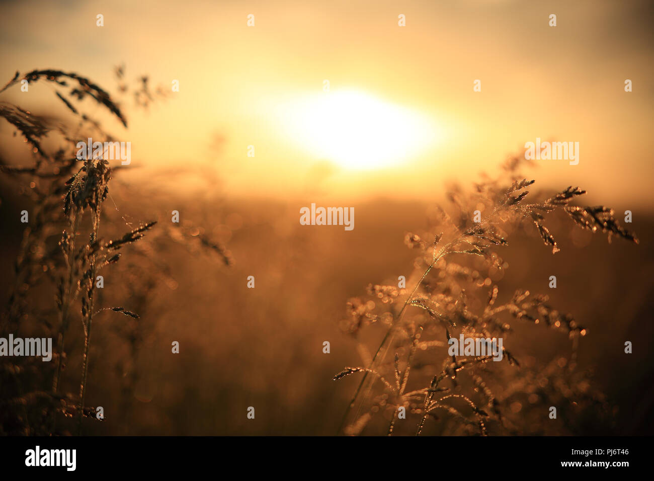 Morgen Hintergrund. Gras auf unscharfen sonnigen Hintergrund. Stockfoto