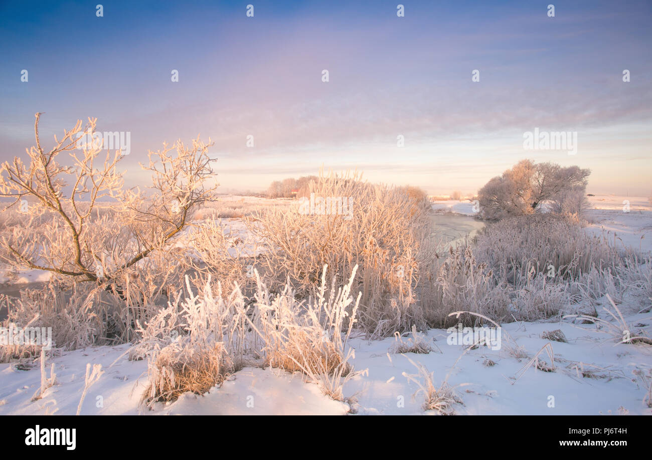 Winter sonnigen Morgen. Eisige Bäume auf farbenprächtigen Morgenhimmel. Weihnachten verschneite Hintergrund. Stockfoto
