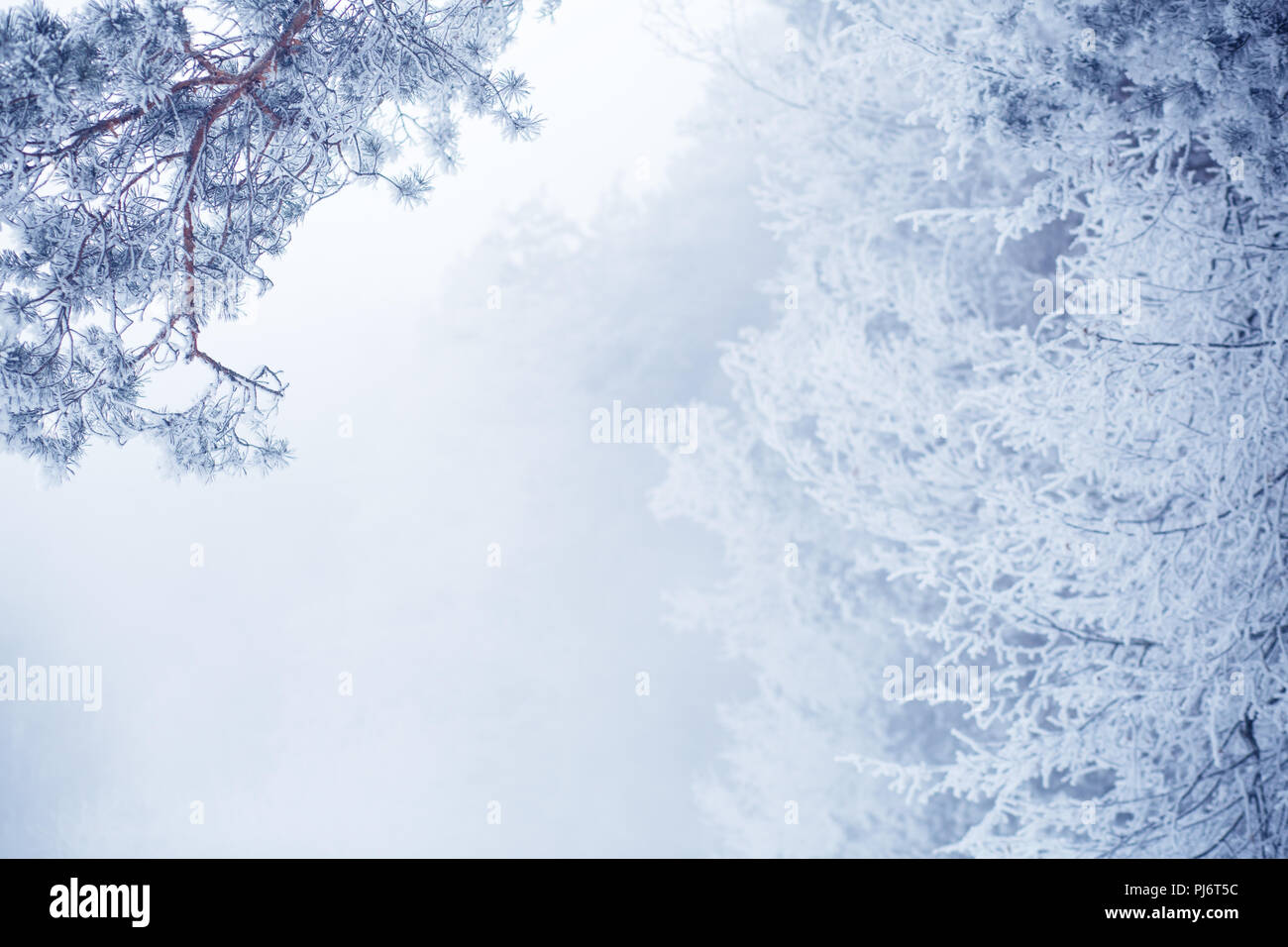 Weihnachten Hintergrund. Frosty Zweige im Nebel. Kopieren Sie Platz. Pinien selektiven Fokus. Stockfoto