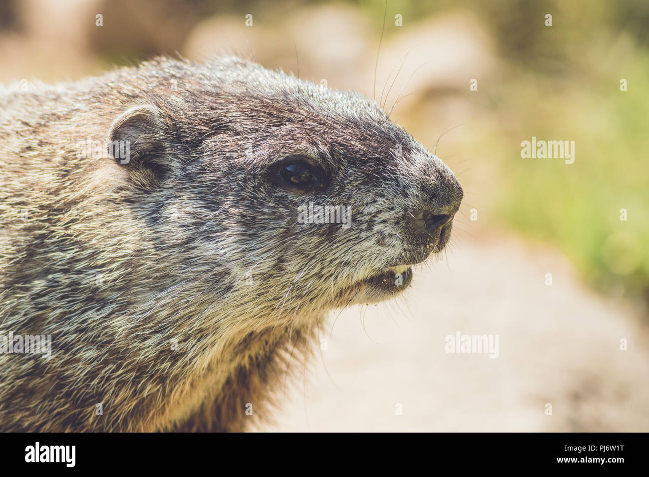 Junge Murmeltier (Marmota Monax) closeup in Stellung vintage Stockfoto