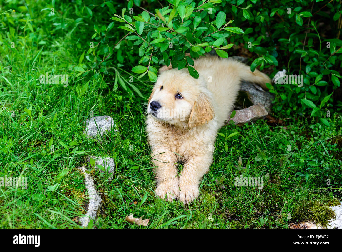 Falmouth, Maine. Acht Wochen alten Golden Retriever Welpen bei PoeticGold Bauernhof in Falmouth, Maine am 7. Juni 2018. Credit: Benjamin Ginsberg Stockfoto