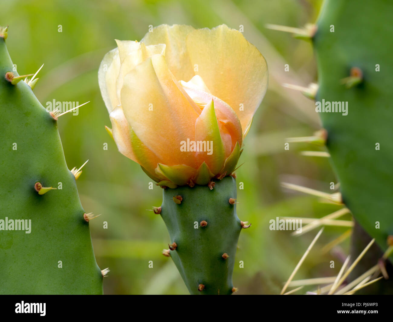 Frühling Blüte einer Feigenkakteen in Corpus Christi, Texas USA. Stockfoto