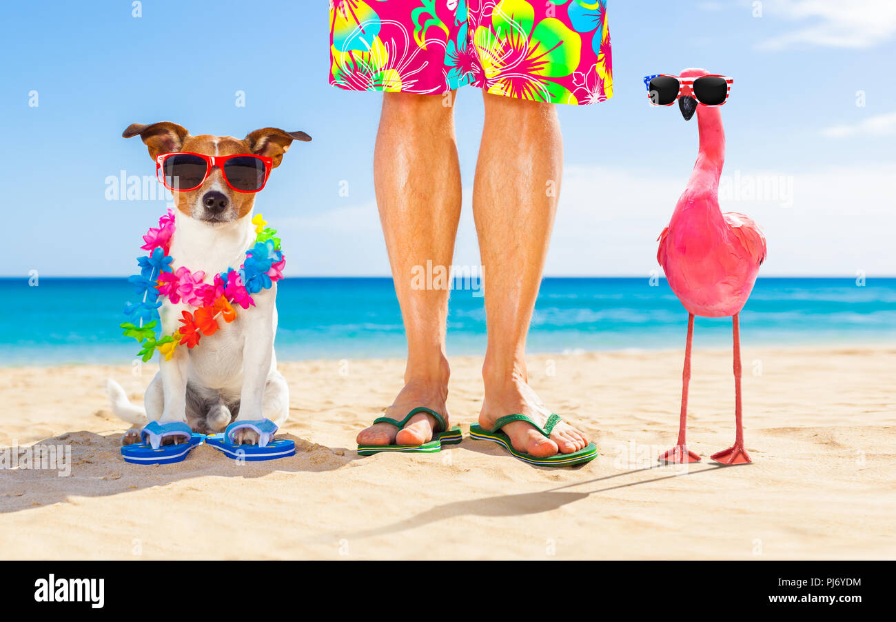 Hund und Herrchen sitzen dicht am Strand Sommer Urlaub Ferien, nahe dem  Meer und ein rosa gay Flamingo Stockfotografie - Alamy