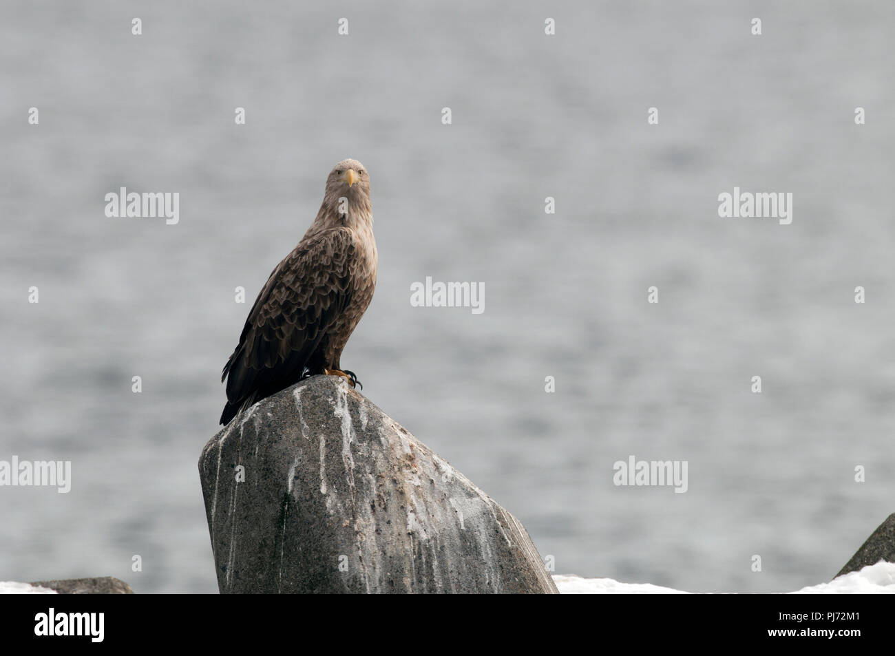 Seeadler Meer - Adler (Haliaeetus albicilla), Japan Stockfoto