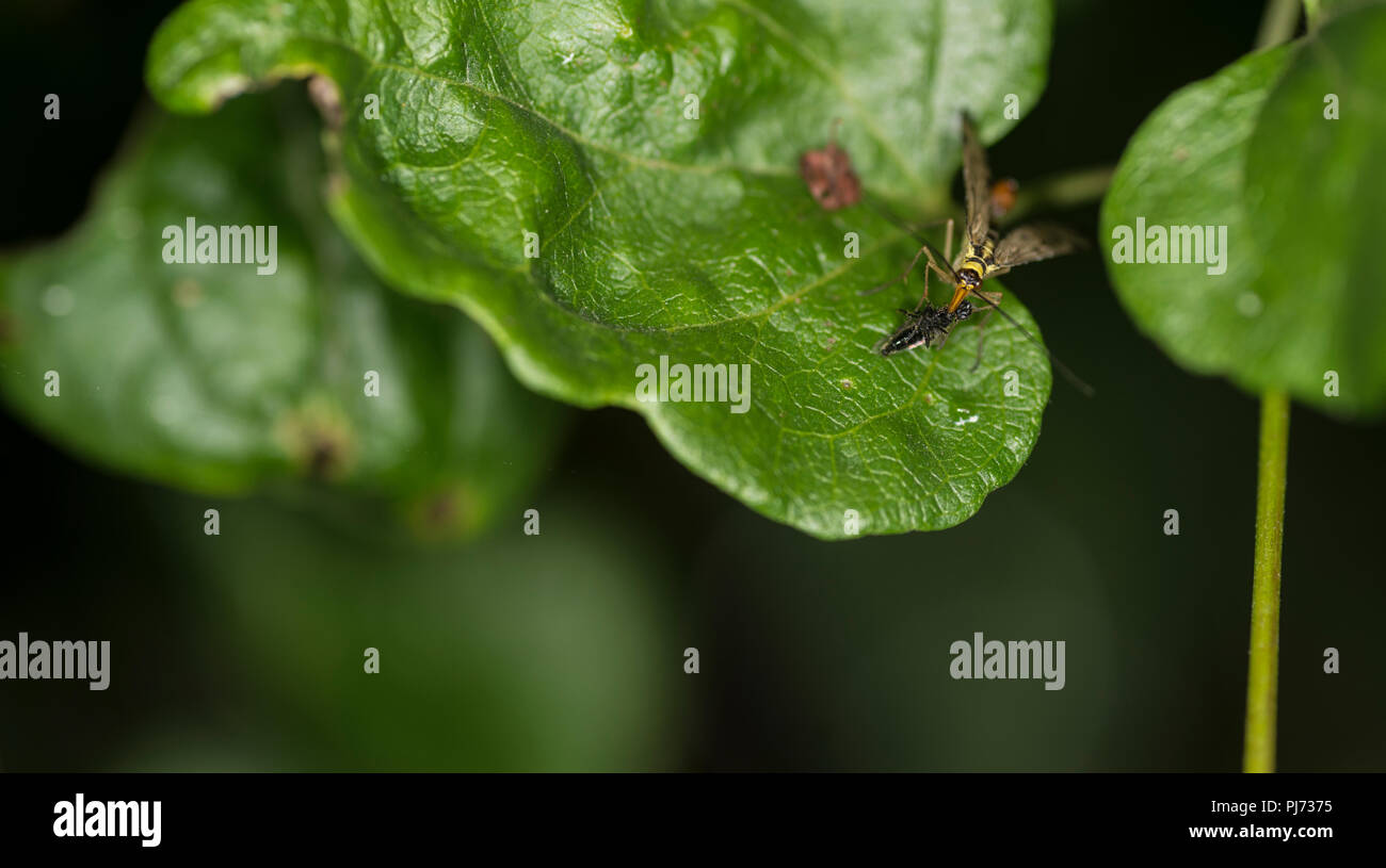 Scorpionfly sitzt auf einem grünen Blatt Fütterung auf ein totes Insekt Stockfoto
